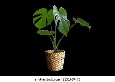 Monstera Tree In Vase Wicker Basket Dicut Png With Path Line, Plants Interior Beautiful Fresh Tree Wood Flowers Wooden Table Office Nature