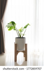 Monstera Tree In A White Pot, Standing On A Wooden Stand Next To The Blinds Or Curtain In The Living Room. In High Key Tone.