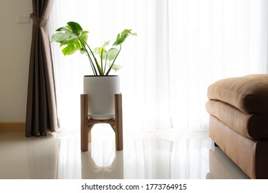 Monstera Tree In A White Pot, Standing On A Wooden Stand Between Blinds Or Curtain And Part Of Sofa In The Living Room. In High Key Tone.