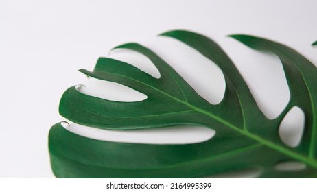 Monstera Tropical Leaves On A White Background