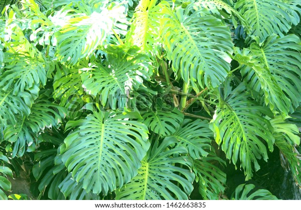 Monstera tropical plants in Hawaii