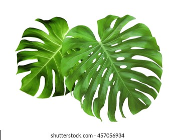 Monstera Two Leaves Isolated On White Background