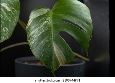 Monstera Variegata Leaf Close Up. 