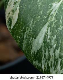 Monstera Variegata Leaf Close Up. 