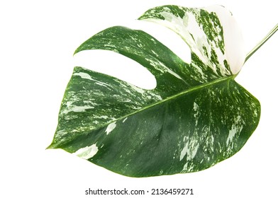 Monstera Variegata Leaf White Isolated