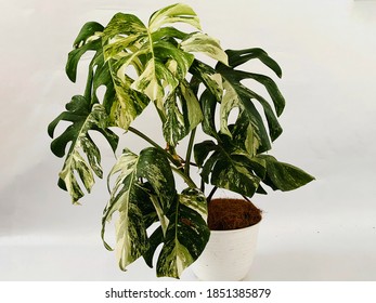 Monstera Variegata On White Background