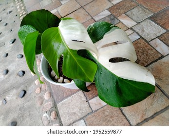 Monstera Variegata, Swiss Cheese Plants