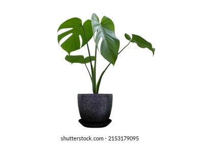 Monstera in a vase marble, perfect for interior design Die-Cut PNG with Path Line. - Shutterstock ID 2153179095
