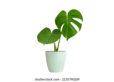 Monstera In A White Pot Suitable For Interior Design Work Die-Cut PNG With Path Line