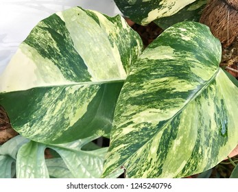 Monstera Yellow Variegated Plants