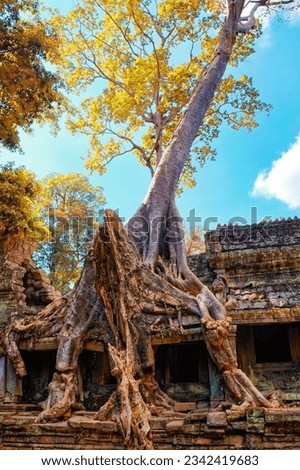 Monstrous roots of a ficus tree on the ruins of buildings from the time of the Khmer Empire in Cambodia, autumn.