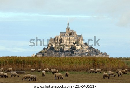 Mont Saint Michel Abbey in France and the flock of SUFFOLK sheep