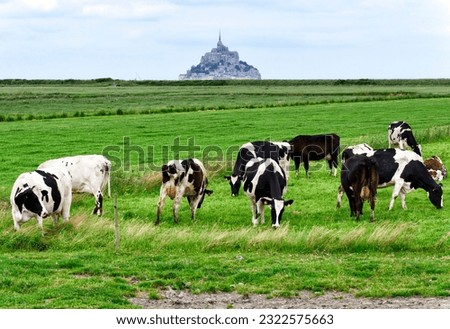 Mont Saint-Michel, Normandy, France, Europe - 06.2013 : rural landscape with grazing holstein breed cows in front, famous Mont Saint-Michel Abbey seen in background, UNESCO World Heritage Site