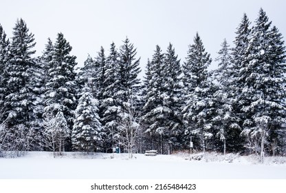 Mont Tremblant, Qc, Canada - January 18th 2021: Snow Covered Pine Trees In The Countryside Near Tremblant Ski Resort In Quebec (Canada)