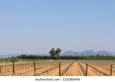 Mont Ventoux View Of A Vineyard