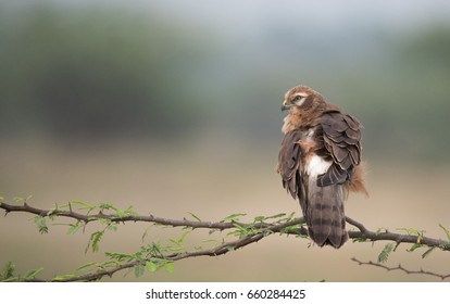 Montagu's Harrier