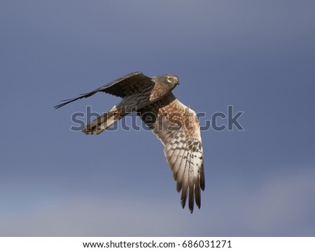 Similar – Awesome bird of prey in flight