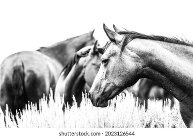 Montana American quarter horse herd at the watering hole and grazing on the plains in front of the Pryor Mountains