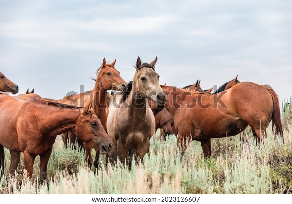 Montana American\
quarter horse herd at the watering hole and grazing on the plains\
in front of the Pryor\
Mountains