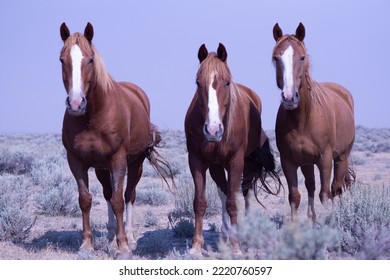 Montana bucking horses in pasture