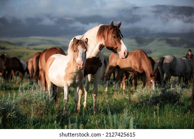 Montana ranch horse herd near the Pryor Mountains