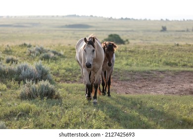 Montana ranch horse herd near the Pryor Mountains
