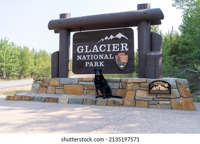 Montana, USA - August 13, 2021: Black Labrador Retriever Dog Poses At The Glacier National Park Entrance Sign