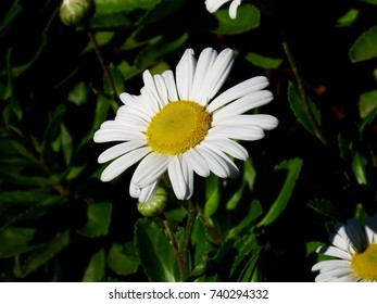 Montauk Daisy