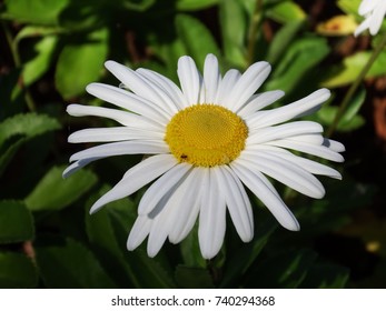 Montauk Daisy