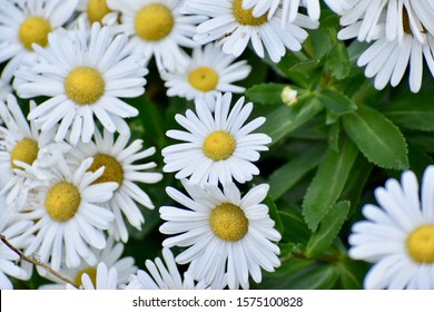 Montauk Daisy Bush In Fall