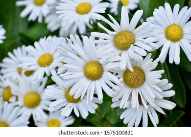 Montauk Daisy Bush In Fall