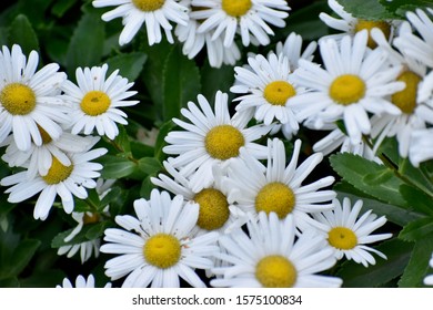 Montauk Daisy Bush In Fall