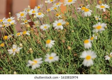 Montauk Daisy Bush In Fall