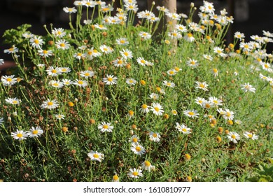 Montauk Daisy Bush In Fall