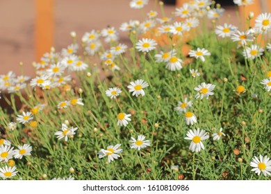 Montauk Daisy Bush In Fall