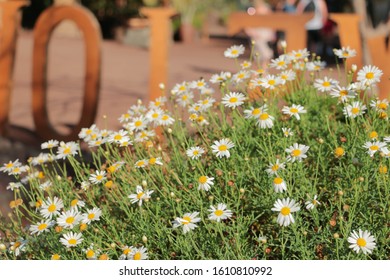 Montauk Daisy Bush In Fall