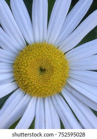 Montauk Daisy Joy