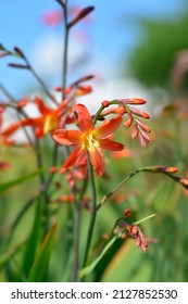 Montbretia Carmin Brilliant flowers - Latin name - Crocosmia x crocosmiiflora Carmin Brilliant - Shutterstock ID 2127852530