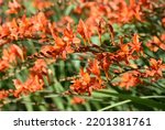 Montbretia (Crocosmia x crocosmiiflora) ‘Emily Mckenzie’, deep orange flowers in the garden, close-up