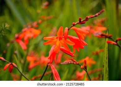 Montbretia Grass Flowering, West Coast NZ