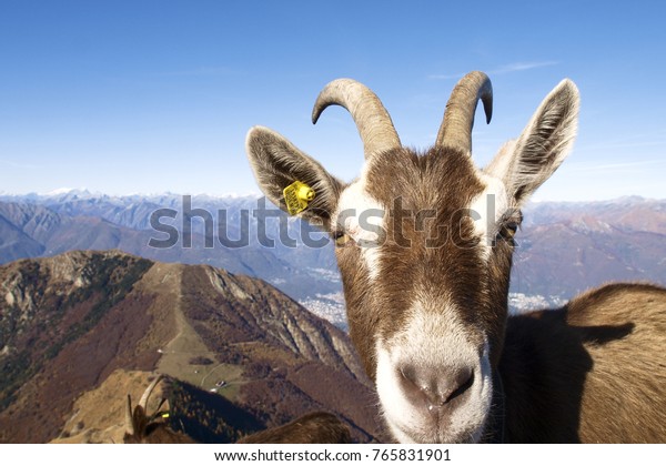 The goat meonte Novak Djokovic