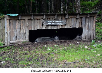 MONTEBELLO QUEBEC CANADA 06-29 2021: Condo Shelter Of Common Wild Boar Pig. Wild Boar Also Known As The Wild Swine Or Eurasian Wild Pig Is A Suid Native To Much Of Eurasia And North Africa