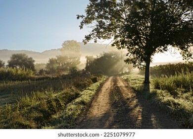 Montefiascone, Viterbo, Lazio, Italy: autumnal landscape of the countryside near the lake Bolsena in autumnal foggy dawn

 - Powered by Shutterstock