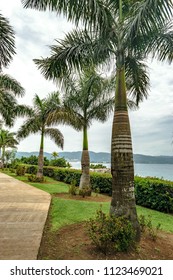 Montego Bay, Jamaica - June 04 2015: Beautiful Tall Coconut Palm Trees Inside The Old Hospital Park In Montego Bay City, With Carnival Cruise Ship Docked In Far Background.