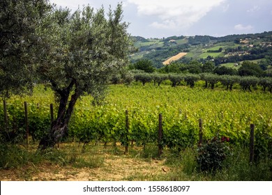 Montepulciano's vineyards in Abruzzo, Italy