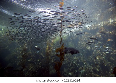 Monterey Aquarium