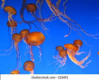 Monterey Bay Aquarium