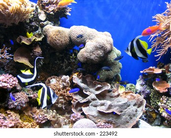 Monterey Bay Aquarium