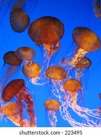 Monterey Bay Aquarium