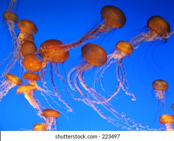 Monterey Bay Aquarium